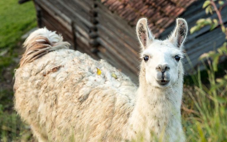 Hiking Lama